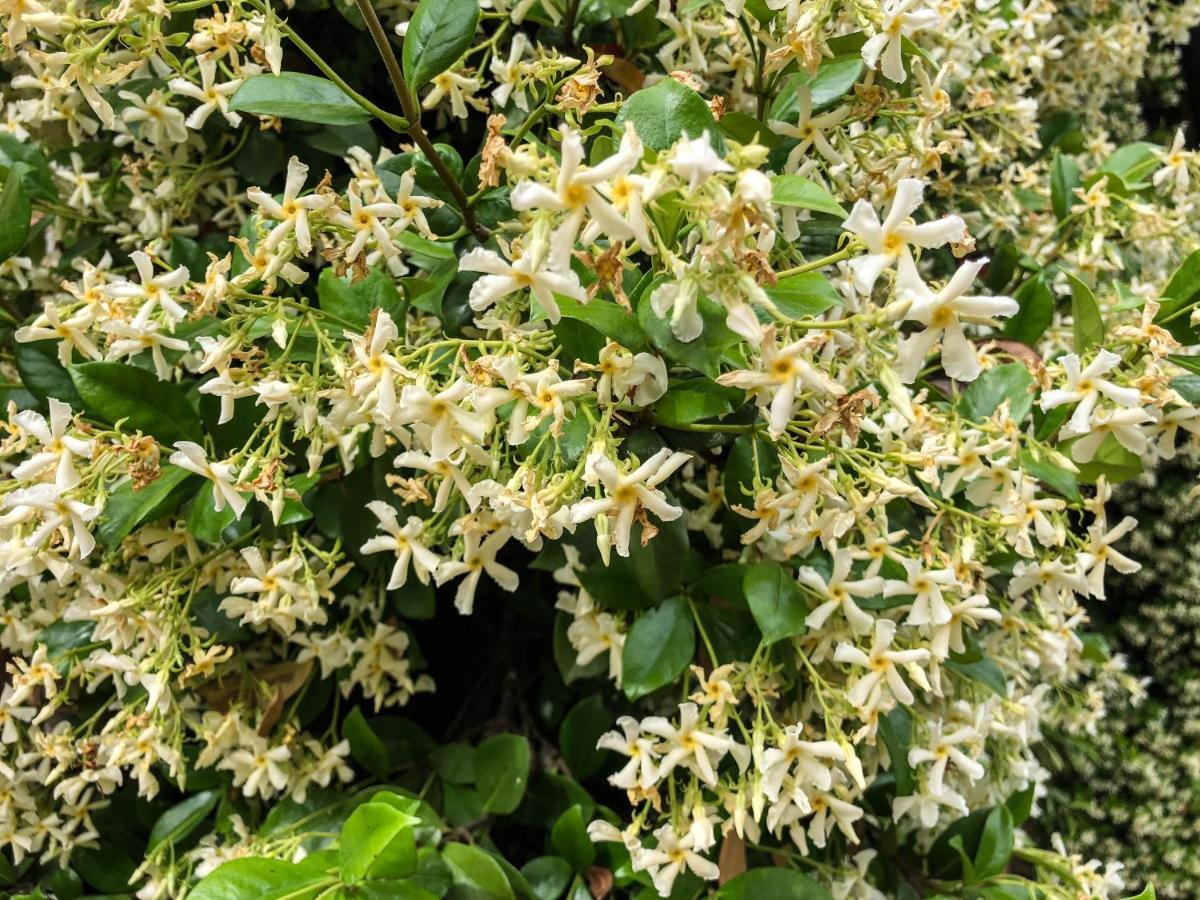 Bagolari